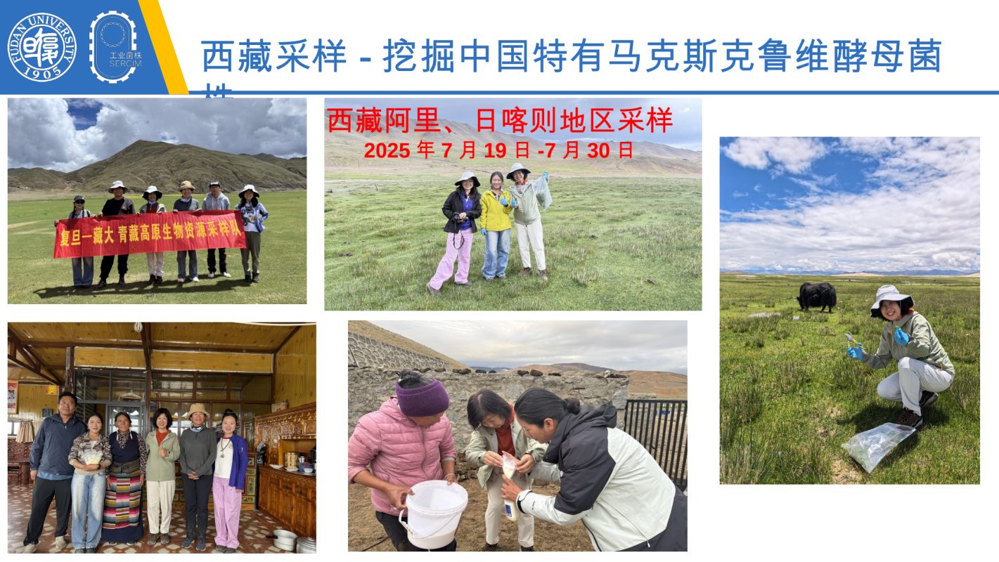图1 团队在西藏阿里、日喀则等地开展传统发酵食品样本采集