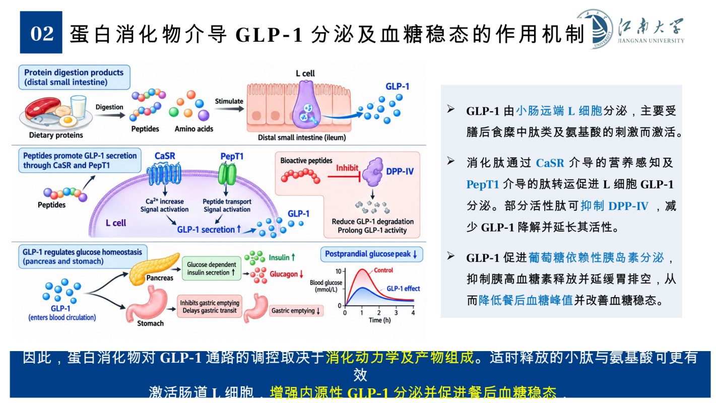 图4 蛋白消化产物介导GLP-1分泌及血糖稳态的机制示意