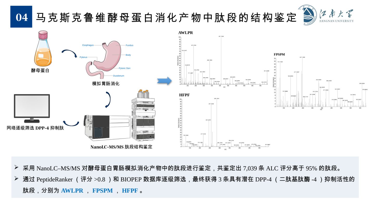 图5 酵母蛋白模拟消化产物中的肽段鉴定与候选序列筛选